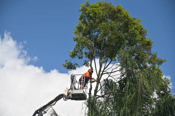 How Our Tree Care Process Works  in  Avimor, ID