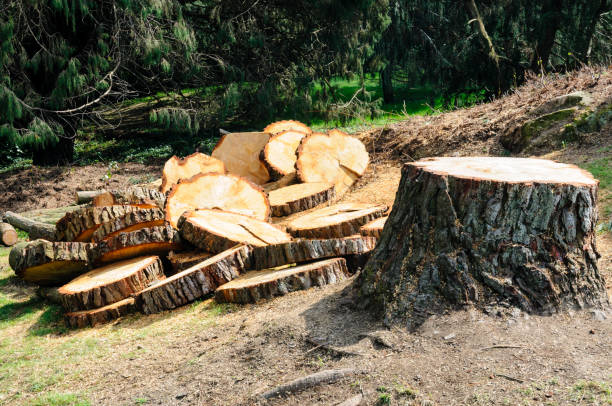 Best Tree Preservation Services  in Avimor, ID